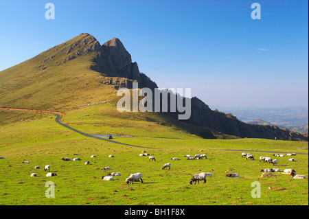 Foret d'Iraty, Foret de pin, Paysage avec des moutons, Pyrénées, le Chemin de Saint-Jacques, les routes de Compostelle, Chemins de Saint-Jacques Banque D'Images