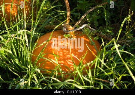 La citrouille (Cucurbita maxima) poussant dans l'herbe sur un allotissement plot Banque D'Images