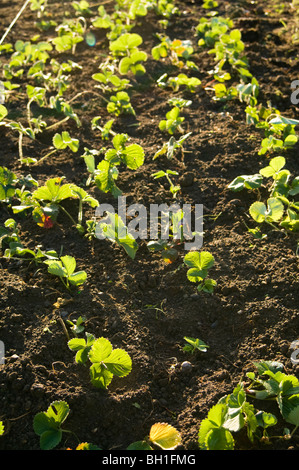 Lit de jeunes plants de fraisier (Fragaria ananassa) croissant sur un allotissement plot Banque D'Images