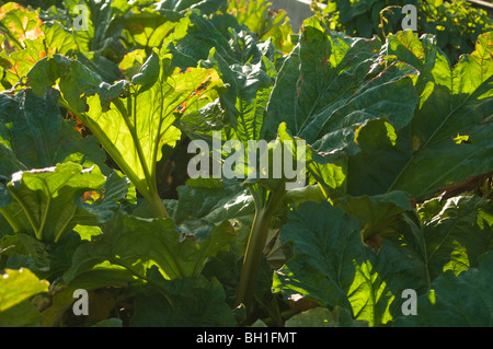 Rhubarbe (Rheum rhabarbarum) croissant sur un allotissement plot Banque D'Images