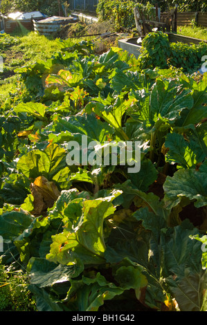 Rhubarbe (Rheum rhabarbarum) croissant sur un allotissement plot Banque D'Images