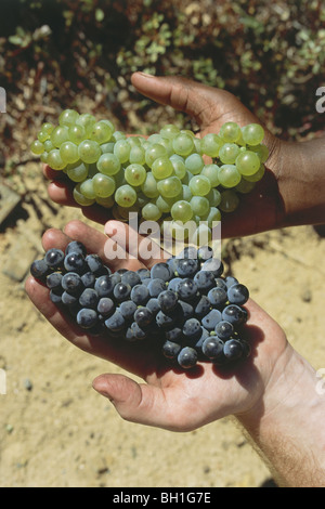 La main noire, blanc Chardonnay holding hand holding Pinot Noir, Bouchyard immobiliers Finlayson, Walker Bay, Western Cape, Afrique du Banque D'Images