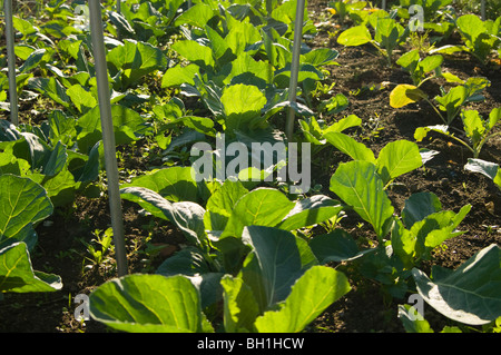 Les jeunes choux (Brassica oleracea var. capitata) plantes croissant sur un allotissement tracer en lignes, Banque D'Images