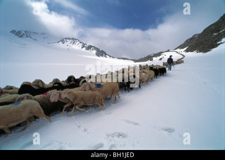 Troupeau de moutons avec berger dans la neige, paysage de montagne, Alpes, Schnalstal, Rue glaciaire Oetztal Tyrol du Sud, Italie Banque D'Images