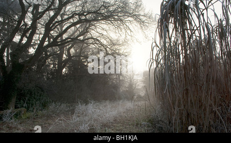 Par voie frosty field Banque D'Images