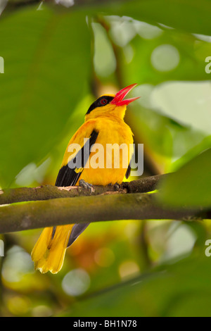 Grue à cou noir, l'oriole Oriolus chinensis Banque D'Images