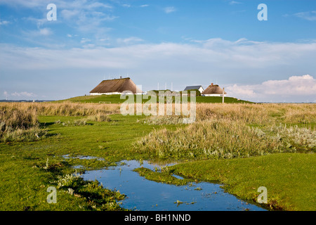 Hamburger Hallig, au nord de l'archipel Frison, Schleswig-Holstein, Allemagne Banque D'Images