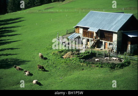 Les bovins et les porcins en face du chalet de montagne Uina Dadaint, Unterengadin, Engadine, Grisons, Suisse Banque D'Images