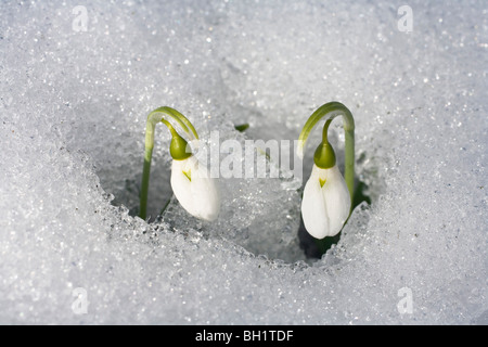 Dans la neige les perce-neige, Galanthus nivalis, Allemagne Banque D'Images