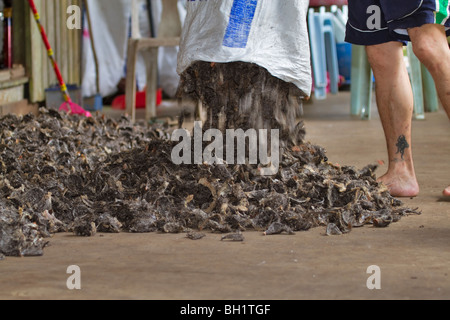 Nids comestibles sont vidés d'un sac sur un plancher pour le séchage à l'Gomantong Caves, Sabah, Bornéo Malaisien Banque D'Images