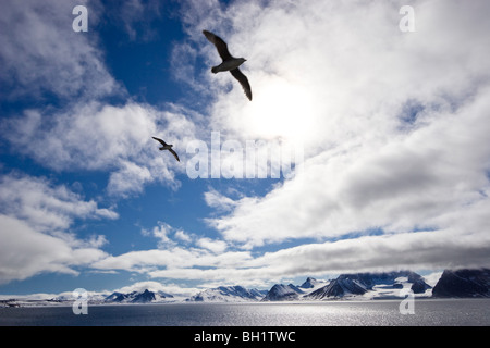 Les Fulmars dans Hornsund, Spitsbergen, Svalbard, Norvège Banque D'Images