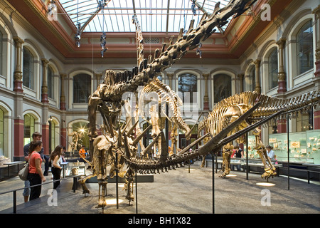 Museum für Naturkunde Berlin, Musée d'Histoire Naturelle Banque D'Images