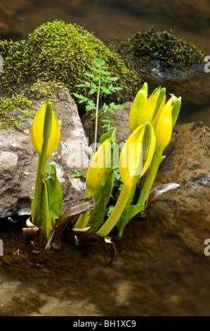 Lysichiton (Lysichiton americanus) fleurit au bord du ruisseau en meulière parc Bowen, Nanaimo, BC, Canada Banque D'Images