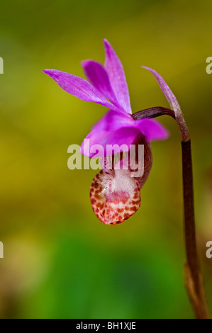 Calypso orchid/fairy slipper (Calypso bulbosa), Metchosin, BC, Canada Banque D'Images