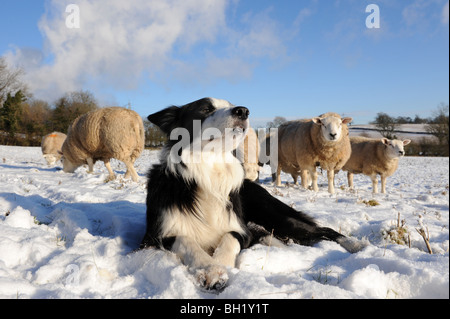 Border Collie Chien de Berger et moutons dans la neige Banque D'Images