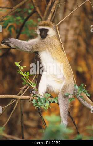 Un singe à face noire (Cercopithecus aethiops). Originaire des forêts et savanes de l'Afrique centrale et du sud. Banque D'Images