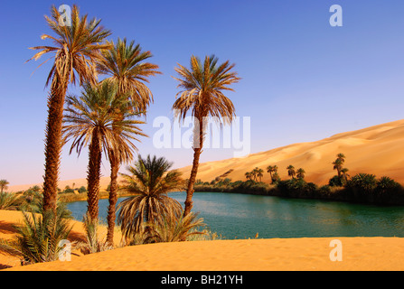 Date de palmiers sur la rive du lac Um el l'Awbari Maa en mer de sable, désert du Sahara, la Libye Banque D'Images