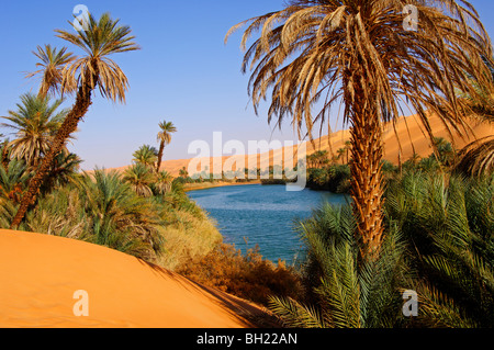 Date de palmiers sur la rive du lac Um el l'Awbari Maa en mer de sable, désert du Sahara, la Libye Banque D'Images