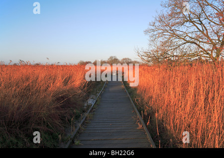 La demande grâce à des lits de roseaux dans Hickling vaste réserve naturelle nationale, Norfolk, Royaume-Uni. Banque D'Images