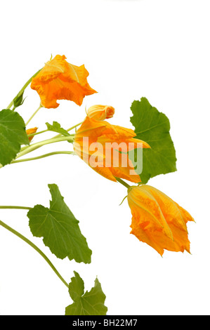 Fleur de courge et feuilles isolées sur fond blanc Banque D'Images