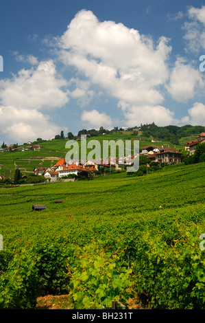 Homme et le paysage de vignes près de Riex, site du patrimoine mondial de l'Lavaux, Vaud, Suisse Banque D'Images