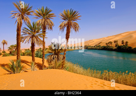 Date de palmiers sur la rive du lac Um el l'Awbari Maa en mer de sable, désert du Sahara, la Libye Banque D'Images