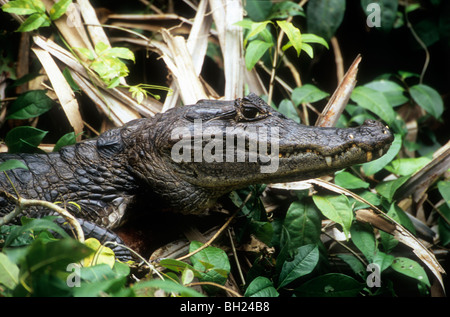 Tête de caïman à lunettes dans la forêt tropicale du Costa Rica, Costa Rica, Tortugeuro Banque D'Images