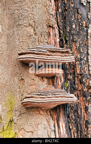 Champignons Banque D'Images