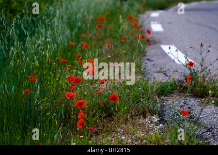 Les coquelicots. Provence, France Banque D'Images