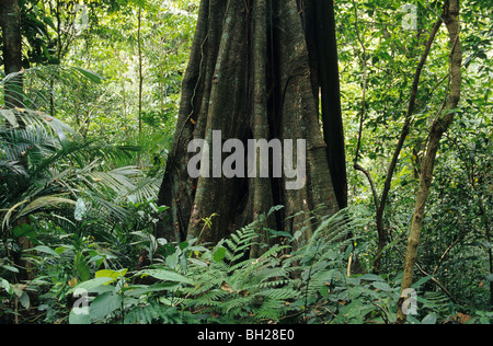 Forêt de pluie à Palenque, au Mexique. Il est situé près de la rivière Usumacinta dans l'État mexicain du Chiapas. Banque D'Images