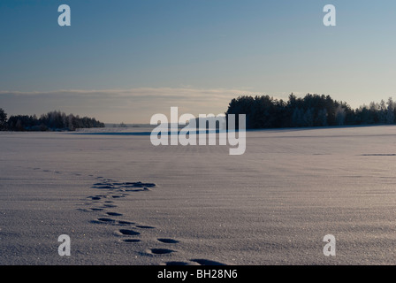 Prairies couvertes de neige en janvier dans le nord - est de la Pologne. Banque D'Images