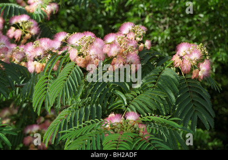 Mimosa aka silktree en fleur Banque D'Images