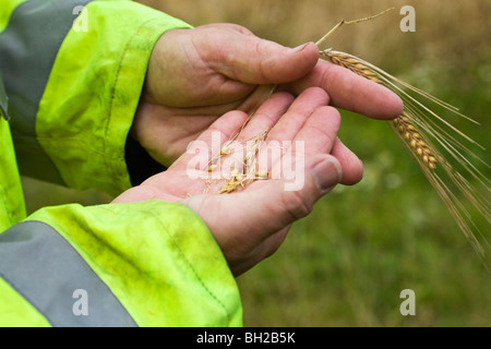 Examinant les semences d'orge. La récolte de céréales. Frontières du Hampshire et du Dorset. UK. Banque D'Images