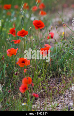 Les coquelicots. Provence, France Banque D'Images