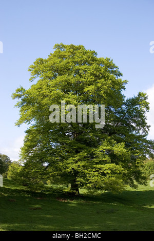 Les arbres dans les jardins du château de Drumlanrig, Dumfries et Galloway, Écosse Banque D'Images