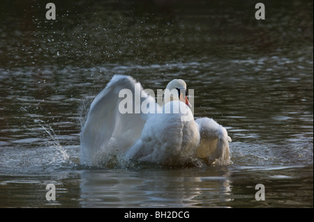 Cygne muet Echelle Banque D'Images