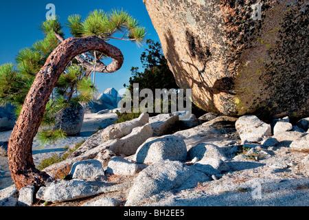 Demi Dôme vu par arbre tordu. Yosemite National Park, Californie Banque D'Images