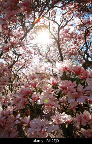 Central Park pendant la saison du printemps quand les fleurs de cerisier et les touristes visiter New York City Banque D'Images