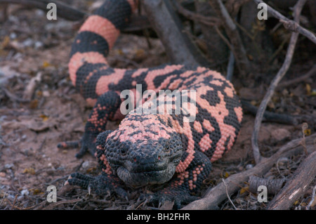 Un monstre de Gila sauvages (Heloderma suspectum) depuis le sud-est de l'Arizona, près de Benson. Banque D'Images