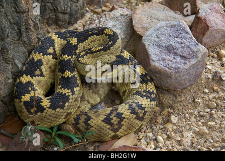 À queue noire du nord (crotalus molossus molossus crotale), situé à la base de l'arbre à carr Canyon, Arizona. Banque D'Images