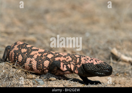 Un monstre de Gila sauvages (Heloderma suspectum) depuis le sud-est de l'Arizona, près de Benson. Banque D'Images