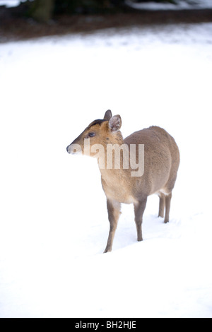 (Muntiacus reevesi Muntjac Deer). À la recherche de nourriture après une chute de neige. L'hiver. Janvier, Norfolk. Banque D'Images