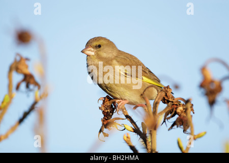 Verdier (Carduelis chloris) mâle perché sur têtes de graine Banque D'Images