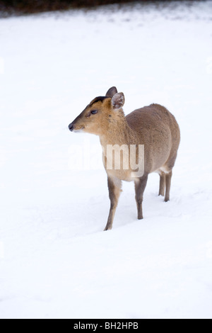 (Muntiacus reevesi Muntjac Deer). Femme à l'air libre après une lourde chute de neige. L'hiver, Norfolk. Janvier. Banque D'Images