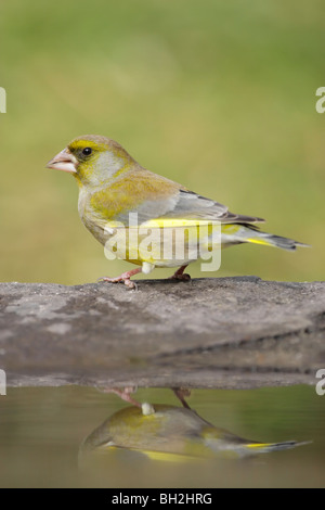 Verdier (Carduelis chloris) hommes debout au bord d'un étang de jardin Banque D'Images