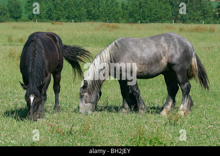 Chevaux Percherons, NOCE, ORNE (61), NORMANDIE, France Banque D'Images