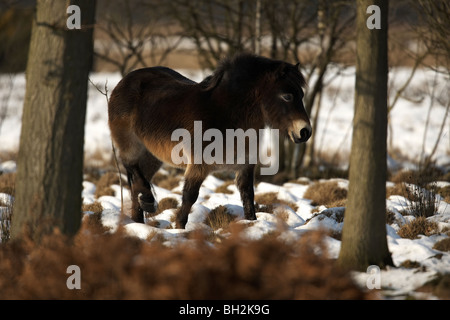 Poneys Exmoor dans la neige sur la réserve commune Skipworth, Yorkshire, UK Banque D'Images