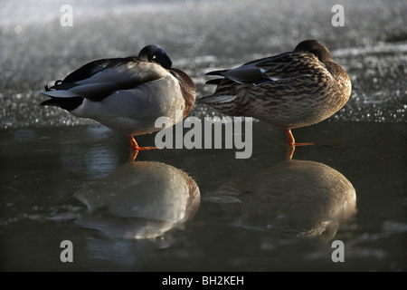 Canard colvert, Anas platyrhynchos canards dormir sur étang gelé Banque D'Images