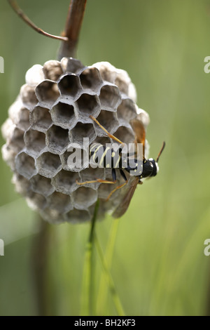 European paper wasp, Polistes dominula (mal orthographié et dominulus) la construction d'un nid Banque D'Images