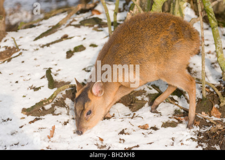 Faon Cerf Muntjac (Muntiacus reevesi). Sevrés récemment jeune, à la recherche de nourriture solide dans l'hiver atroce. Le Norfolk. Banque D'Images